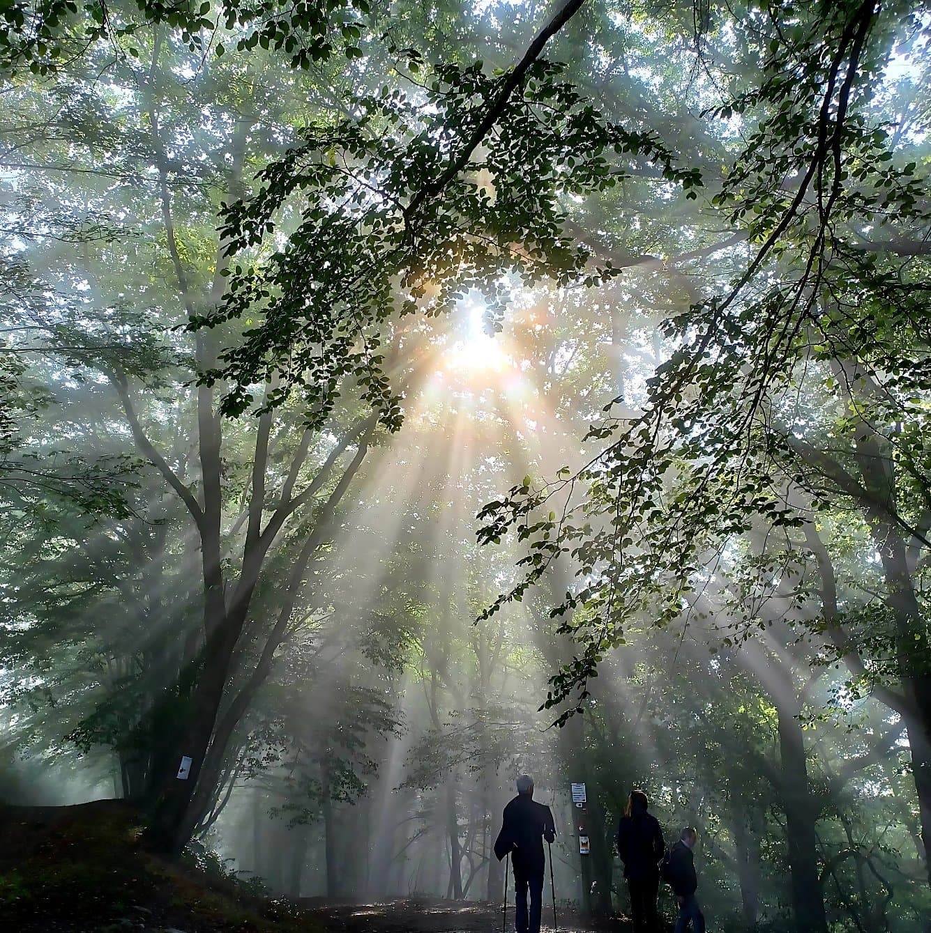 La lumière du soleil dans la forêt