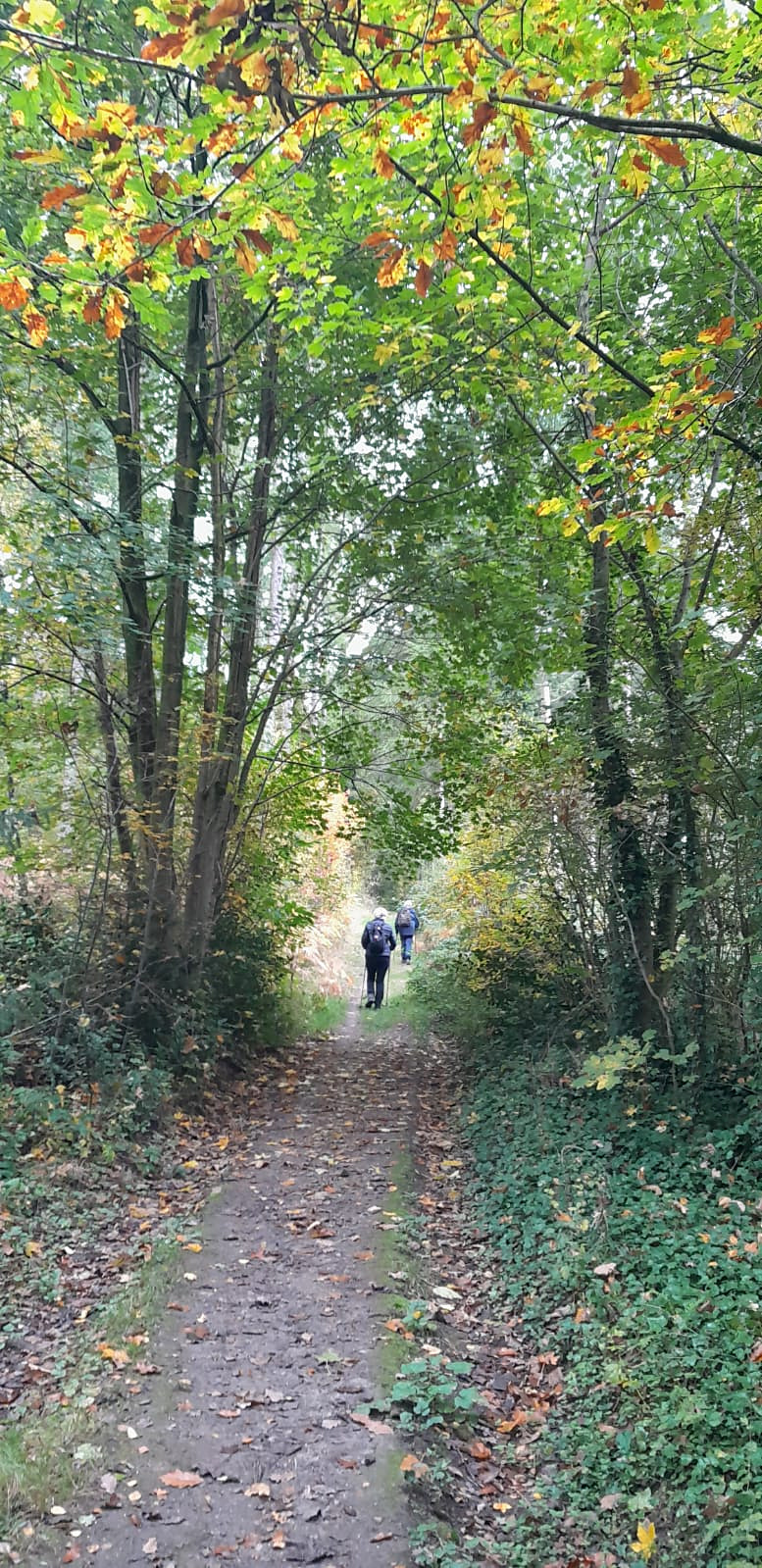 Sentier ombragé sous la canopée automnale