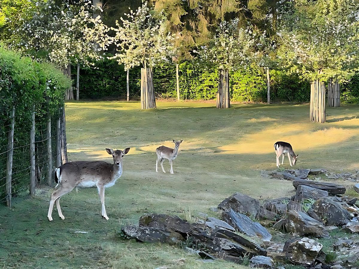 Biches dans le parc du domaine